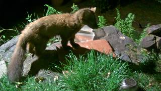 Pine Marten Vs Farm Cat  they are friends really [upl. by Goldfarb]