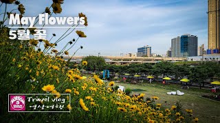 4K May Flowers  5월 꽃  Travel Vlog  모리슨 영상여행 [upl. by Donnie]