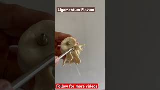 Ligamentum Flavum viral youtubeshorts anatomy viralvideos physiotherapy [upl. by Cornew]