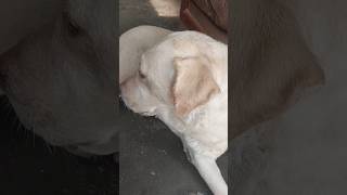 Labrador dog lucky viral shorts dog youtubeshorts [upl. by Broeder986]