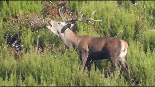 La BERREA del VENADO 2022La hora de los grandes machos 4K [upl. by Aiynat]