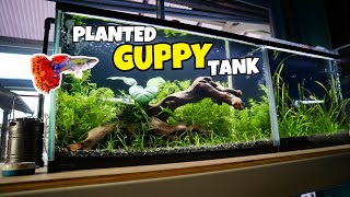 Building a PLANTED GUPPY AQUARIUM Planted Guppy Tank for Beginners [upl. by Ykcir]