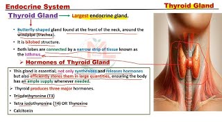 Thyroid gland  Parathyroid gland [upl. by Salakcin963]