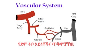 Vascular System  የደም ትቦ አይነቶችና ጥቅሞቻቸዉ  ፊዚዮሎጂን በጥልቀት  Arteries  Veins  Capillaries [upl. by Hsetim832]