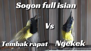 SOGON GACOR NGLEPER‼️sogon gacor full isian‼️COCOK UNTUK MASTERAN SOGON BAHAN [upl. by Nnaeus]