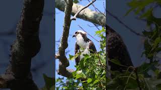 The Magnificent Osprey close up encounter GORGEOUS Sea Hawk bird nature wildlife amazing hawk [upl. by Haukom183]