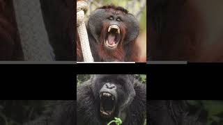 How Powerful are Gorillas Compared to Other Apes apes gorilla chimpanzee orangutan [upl. by Ardied]