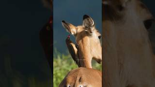 Oxpecker Bird Searching for parasite Wincent ZoNsC bird nature wildlife [upl. by Adolfo]