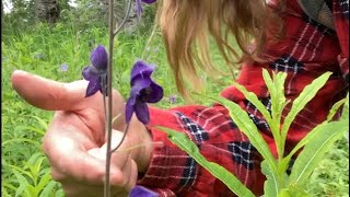 Poison Monkshood vs Wild geranium Foraging wildcraft [upl. by Idihc]