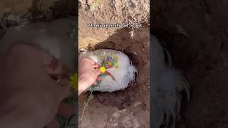 Funerary Process For My Pet Chicken shorts chickens funereal rubbereggs hope [upl. by Benedix]