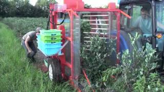 SIDE MOUNT BLUEBERRY HARVESTER [upl. by Aihsem]