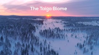 Taiga Biome [upl. by Ahsotan]