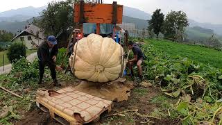 Buča velikanka  Giant pumpkin Third place in Slovenia 552 kg [upl. by Esinad]