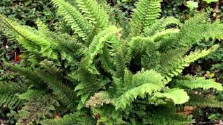 Polystichum setiferum  FlaumfederFiligranfarn  Mossy Soft Shield Fern [upl. by Nirej]