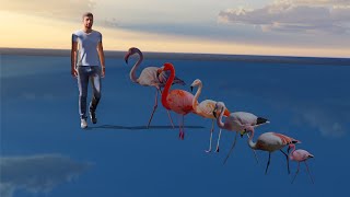 Flamingo Birds Size Comparison 3D animation [upl. by Jordanna]