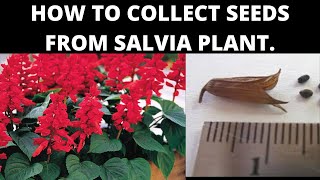 HOW TO COLLECT SEEDS FROM SALVIA PLANT [upl. by Asilrahc]