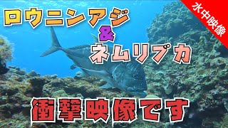 【水中映像】衝撃映像！捕食中のネムリブカ！ロウニンアジもグルグル〜 [upl. by Klein]