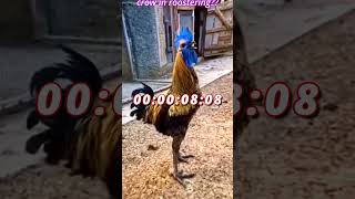 longest screaming chicken with gta wasted sound effect chicken edit [upl. by Caprice972]