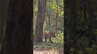 Pilibhit tiger reserve [upl. by Annayak]