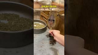 The reactions of capybaras of different ages to being fed are so different Changsha Zoolung Lar [upl. by Neb]