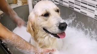 Spa e Ozonoterapia Golden Retriever [upl. by Taddeo995]