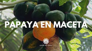 Como Sembrar PAPAYA EN MACETA De La Forma Mas Fácil Cultivo de papayamanos de tierra [upl. by Anemix]