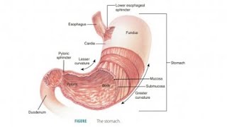 OSPE of Stomach  Cadavar   Anatomy  MBBS  2nd year  Spotting [upl. by Nnorahs]