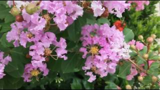 Lagerstroemia speciosa [upl. by Nitsej994]