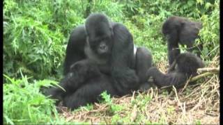 Gorillas mating footage Rwanda  World Primate Safaris [upl. by Conlan]