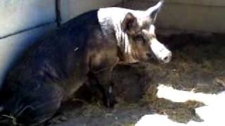 Australian Razor Back Pig In Captivity [upl. by Adnylam884]