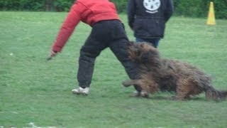 Briard  brevet de travail en ring  Gonzague du Domaine des Peluches [upl. by Corabella540]