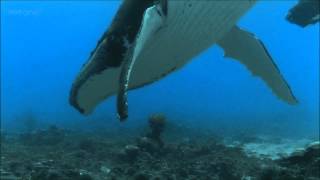 Humpback Whales  BBC documentary excerpt [upl. by Karlens]