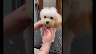 Shmoopy Stevie’s first haircut 🥰 dog puppy maltipoo maltipoopuppy [upl. by Yecac630]