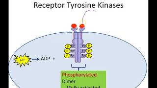 Receptor Tyrosine Kinases Newer Version [upl. by Cristionna]