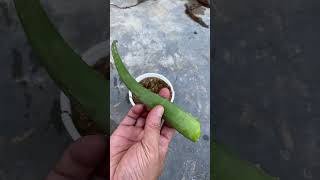 Bougainvillea cuttings planted in sand will take root very quickly [upl. by Hendon]