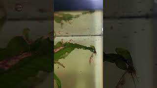 Praecox fry aquarium freshwateraquarium tropicalfish fishkeeping fish aquascaping nature [upl. by Avram119]