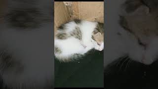 🐈viralvideo [upl. by Hasina603]