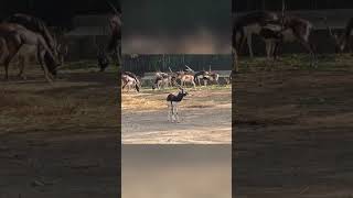 Visit to National Zoological Park New Delhi 2 [upl. by Ranchod]