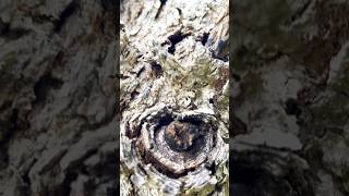 Dead Olivewood tree shorts viralvideo trending plants [upl. by Bogie145]