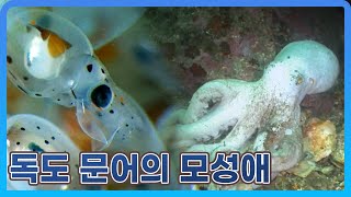 문어에게 모성애가 있다는데 눈물없이 못봄 [upl. by Atiseret]