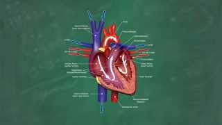 Herz amp Blutkreislauf verständlich erklärt [upl. by Neelhtak]
