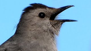 Catbird sounds mimicking amp singing song [upl. by Zoe]