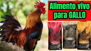 EL SECRETO MEJOR GUARDADO PARA ALIMENTAR A TU GALLO FINO 🇺🇸🐓🇲🇽 gallo gallofino galleros [upl. by Siegel431]