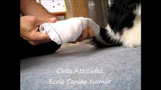 Secourisme Canin amp Félin Bandage de patte [upl. by Venetis]