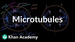 Microtubules  Cells  MCAT  Khan Academy [upl. by Eusassilem655]