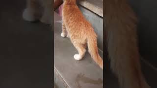 Aaj Mere Ghar per Billi Aae they  Kis Kis Ko Billi pasand hai comment Mein Ek Dil bhejiye 😻😻😺🥰 [upl. by Garald]