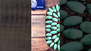 Propagate succulent from leavesPlastic Bottle craft ideasplants succulent gardening [upl. by Zippel]