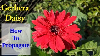 Simplest Way to Propagate Gerbera Daisy  How To Grow amp Care Gerbera Daisies [upl. by Ahseken135]