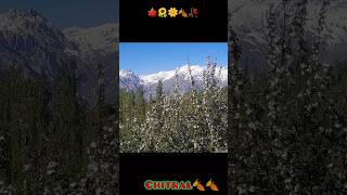 Paradise on earth chitral 🍂🥀🍁shortvideos youtube [upl. by Orutra]