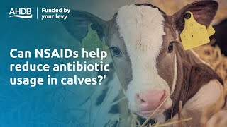 Can NSAIDs help reduce antibiotic usage in calves [upl. by Queen]